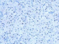 Invitrogen SALF Polyclonal Antibody 100 &mu;L; Unconjugated:Antibodies,