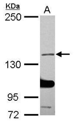 Invitrogen SALF Polyclonal Antibody 100 &mu;L; Unconjugated:Antibodies,