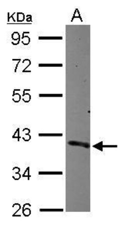Invitrogen Cdc37L1 Polyclonal Antibody 100 &mu;L; Unconjugated:Antibodies,