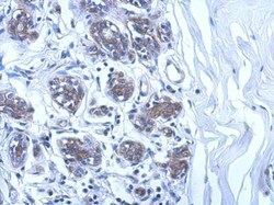 Invitrogen UBE2O Polyclonal Antibody 100 &mu;L; Unconjugated:Antibodies,