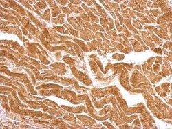 Invitrogen UBE2O Polyclonal Antibody 100 &mu;L; Unconjugated:Antibodies,