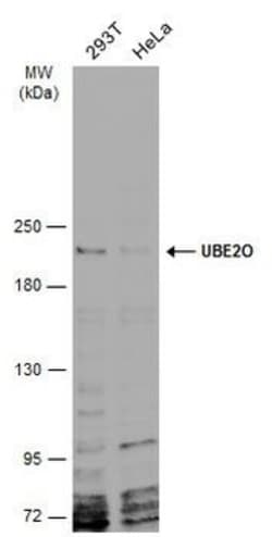 Invitrogen UBE2O Polyclonal Antibody 100 &mu;L; Unconjugated:Antibodies,
