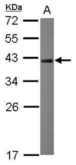 Invitrogen NRBF2 Polyclonal Antibody 100 &mu;L | Buy Online | Invitrogen&trade; | Fisher Scientific