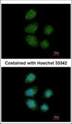 Invitrogen PIWIL4 Polyclonal Antibody 100 &mu;L; Unconjugated:Antibodies,