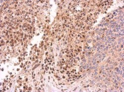 Invitrogen PIWIL4 Polyclonal Antibody 100 &mu;L; Unconjugated:Antibodies,