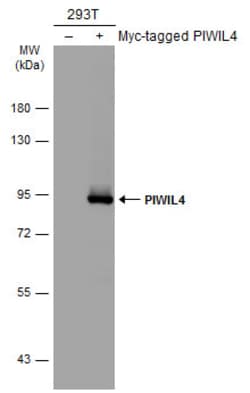 Invitrogen PIWIL4 Polyclonal Antibody 100 &mu;L; Unconjugated:Antibodies,