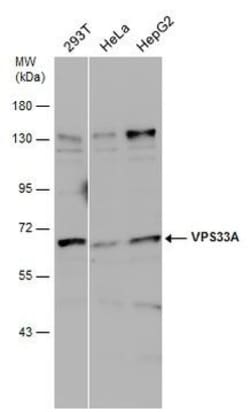 Invitrogen VPS33A Polyclonal Antibody 100 &mu;L; Unconjugated:Antibodies,