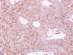 Invitrogen SIGLEC12 Polyclonal Antibody 100 &mu;L; Unconjugated:Antibodies,