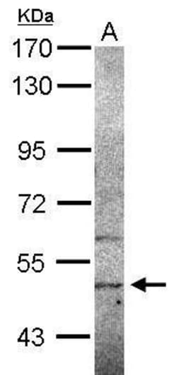 Invitrogen SIGLEC12 Polyclonal Antibody 100 &mu;L; Unconjugated:Antibodies,