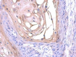 Invitrogen SNX18 Polyclonal Antibody 100 &mu;L; Unconjugated:Antibodies,