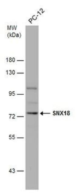 Invitrogen SNX18 Polyclonal Antibody 100 &mu;L; Unconjugated:Antibodies,