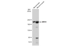 Invitrogen MYH1 Polyclonal Antibody 100 &mu;L; Unconjugated:Antibodies,