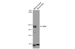 Invitrogen MYH1 Polyclonal Antibody 100 &mu;L; Unconjugated:Antibodies,
