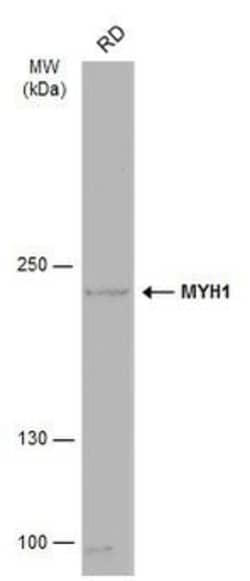 Invitrogen MYH1 Polyclonal Antibody 100 &mu;L; Unconjugated:Antibodies,