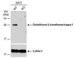 Invitrogen GSTK1 Polyclonal Antibody 100 μL; Unconjugated:Antibodies,