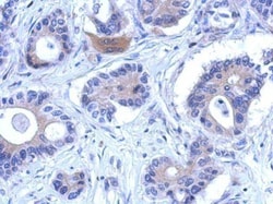 Invitrogen ENOSF1 Polyclonal Antibody 100 &mu;L; Unconjugated:Antibodies,