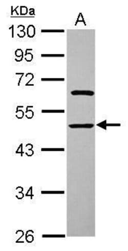 Invitrogen ENOSF1 Polyclonal Antibody 100 &mu;L; Unconjugated:Antibodies,