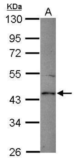 Invitrogen Spinesin Polyclonal Antibody 100 &mu;L | Buy Online | Invitrogen&trade; | Fisher Scientific