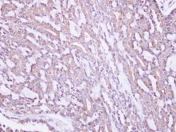 Invitrogen MRPS10 Polyclonal Antibody 100 &mu;L; Unconjugated:Antibodies,