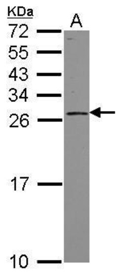 Invitrogen GINS3 Polyclonal Antibody 100 μL; Unconjugated:Antibodies,