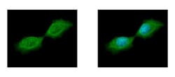 Invitrogen SEPT12 Polyclonal Antibody 100 &mu;L; Unconjugated:Antibodies,