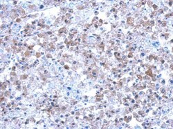 Invitrogen SEPT12 Polyclonal Antibody 100 &mu;L; Unconjugated:Antibodies,