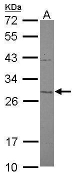 Invitrogen MTIF3 Polyclonal Antibody 100 &mu;L; Unconjugated:Antibodies,