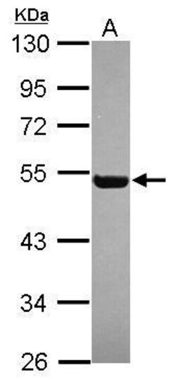 Invitrogen RGL4 Polyclonal Antibody 100 &mu;L; Unconjugated:Antibodies,