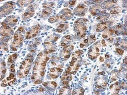 Invitrogen CYB5R1 Polyclonal Antibody 100 &mu;L; Unconjugated:Antibodies,