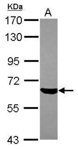 Invitrogen ZKSCAN4 Polyclonal Antibody 100 &mu;L; Unconjugated:Antibodies,