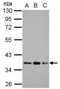 Invitrogen PDHB Polyclonal Antibody 100 &mu;L; Unconjugated:Antibodies,