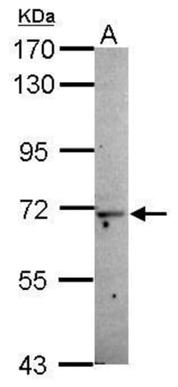 Invitrogen MOXD1 Polyclonal Antibody 100 &mu;L; Unconjugated:Antibodies,