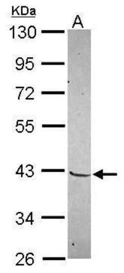 Invitrogen MKX Polyclonal Antibody 100 &mu;L; Unconjugated:Antibodies,