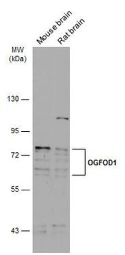 Invitrogen OGFOD1 Polyclonal Antibody 100 &mu;L; Unconjugated:Antibodies,