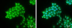 Invitrogen PYGO2 Polyclonal Antibody 100 &mu;L; Unconjugated:Antibodies,