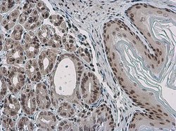 Invitrogen PYGO2 Polyclonal Antibody 100 &mu;L; Unconjugated:Antibodies,