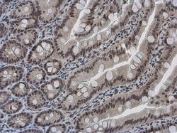 Invitrogen PYGO2 Polyclonal Antibody 100 &mu;L; Unconjugated:Antibodies,