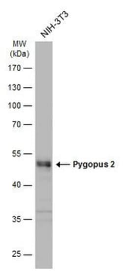 Invitrogen PYGO2 Polyclonal Antibody 100 &mu;L; Unconjugated:Antibodies,