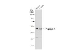 Invitrogen PYGO2 Polyclonal Antibody 100 &mu;L; Unconjugated:Antibodies,