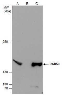 Invitrogen RAD50 Polyclonal Antibody 100 &mu;L; Unconjugated:Antibodies,