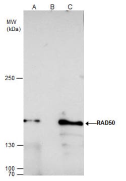 Invitrogen RAD50 Polyclonal Antibody 100 &mu;L | Buy Online | Invitrogen&trade; | Fisher Scientific