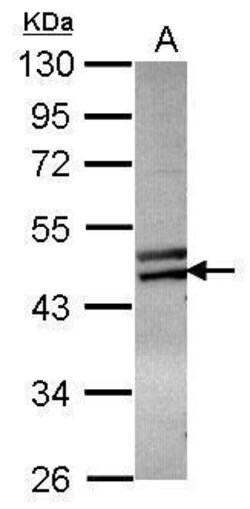 Invitrogen ZNF439 Polyclonal Antibody 100 &mu;L; Unconjugated:Antibodies,