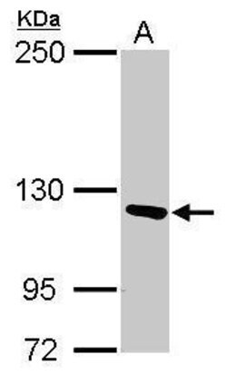 Invitrogen PITRM1 Polyclonal Antibody 100 &mu;L; Unconjugated:Antibodies,