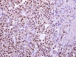 Invitrogen C14orf130 Polyclonal Antibody 100 &mu;L; Unconjugated:Antibodies,