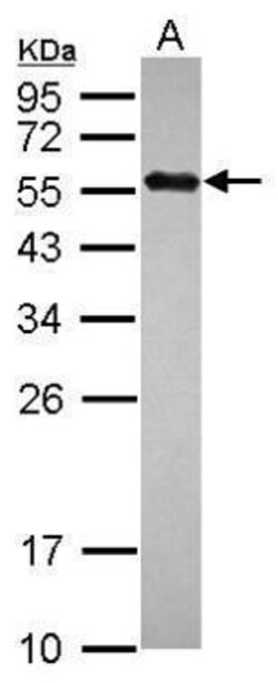 Invitrogen C14orf130 Polyclonal Antibody 100 &mu;L; Unconjugated:Antibodies,