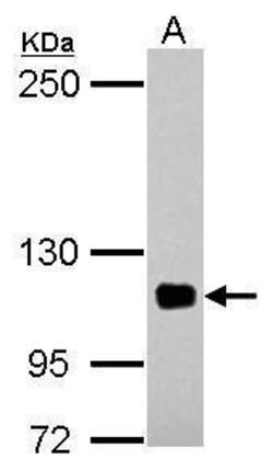 Invitrogen EPLIN Polyclonal Antibody 100 &mu;L; Unconjugated:Antibodies,