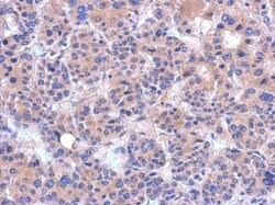 Invitrogen PDZRN4 Polyclonal Antibody 100 &mu;L; Unconjugated:Antibodies,