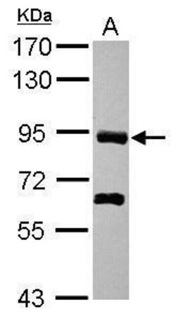 Invitrogen PDZRN4 Polyclonal Antibody 100 &mu;L; Unconjugated:Antibodies,