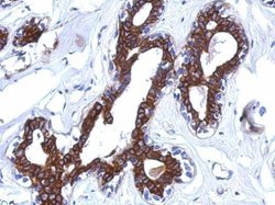 Invitrogen AGBL4 Polyclonal Antibody 100 &mu;L; Unconjugated:Antibodies,