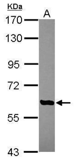 Invitrogen AGBL4 Polyclonal Antibody 100 &mu;L; Unconjugated:Antibodies,